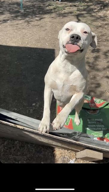 Enlarge FLOR, a Adoptable mixed breed in San Antonio, TX image 1/1