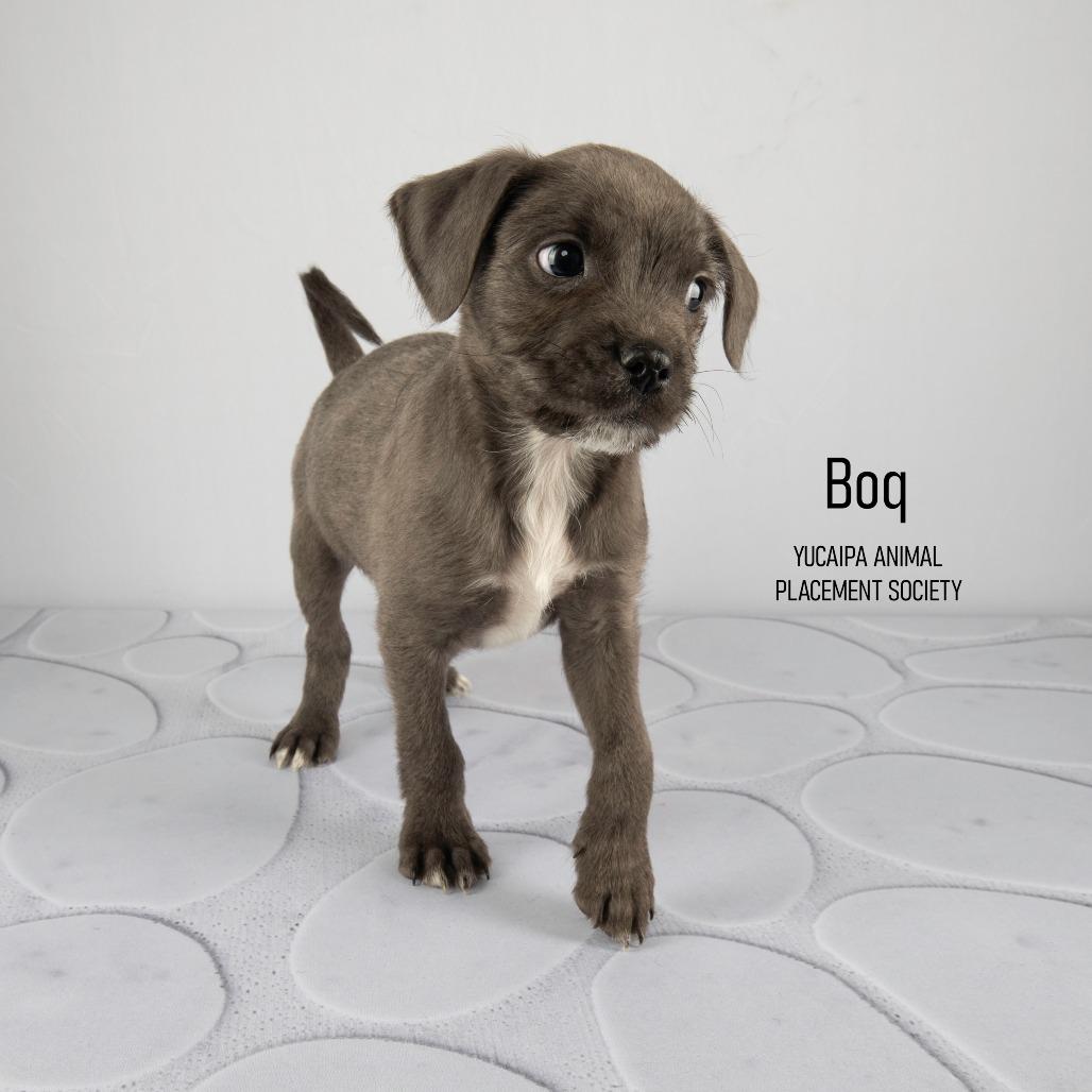 Boq, Adoptable, Puppy Male Mixed Breed.