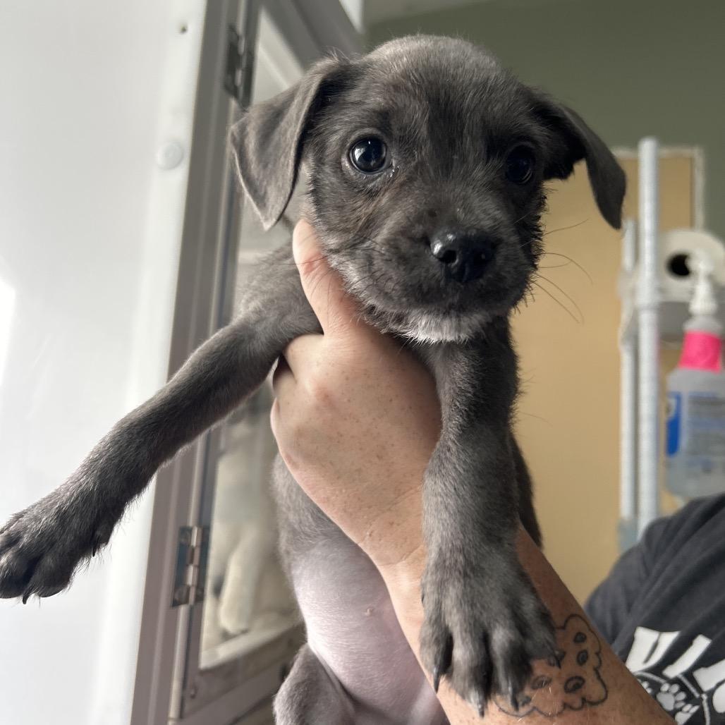 Boq, a Adoptable Mixed Breed in Yucaipa, CA image 2/6