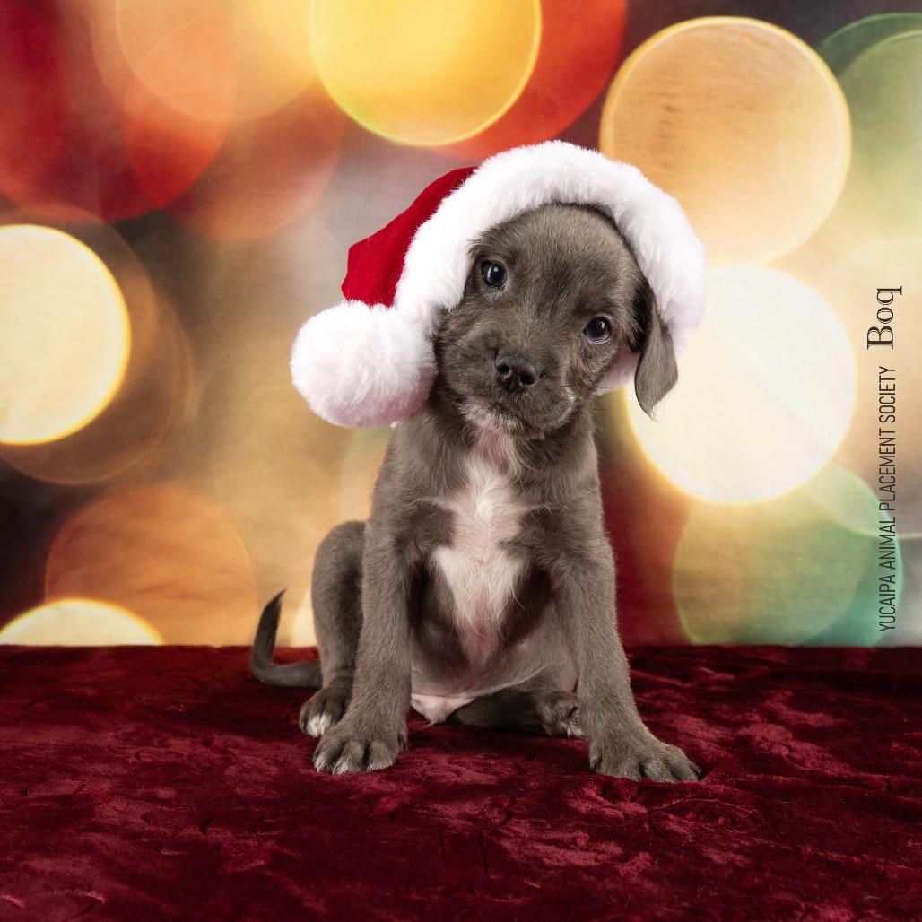 Boq, a Adoptable Mixed Breed in Yucaipa, CA image 3/6