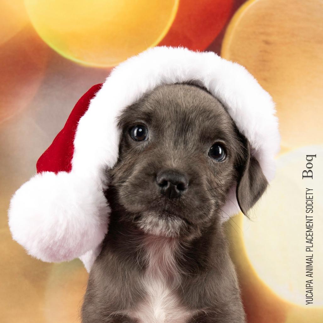 Boq, a Adoptable Mixed Breed in Yucaipa, CA image 4/6