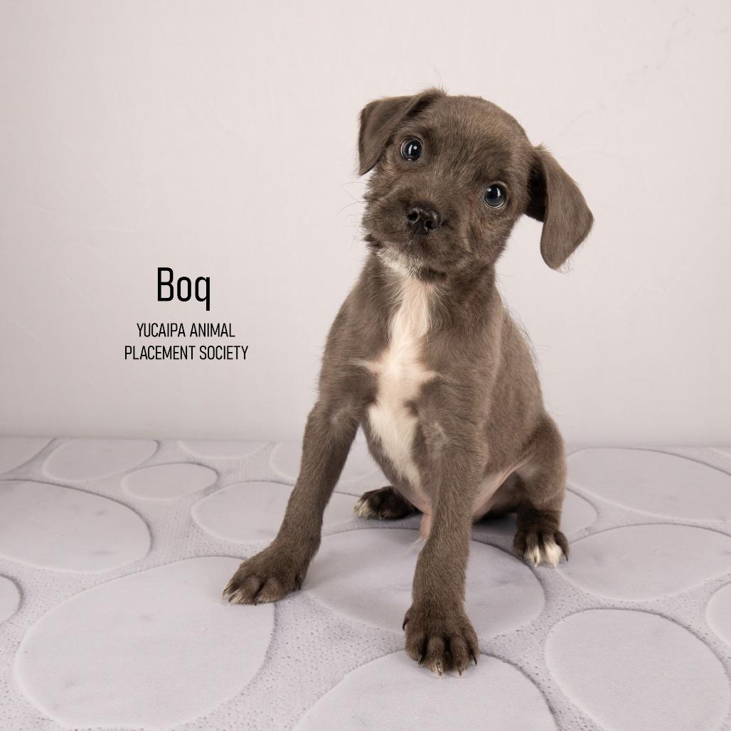 Boq, a Adoptable Mixed Breed in Yucaipa, CA image 5/6