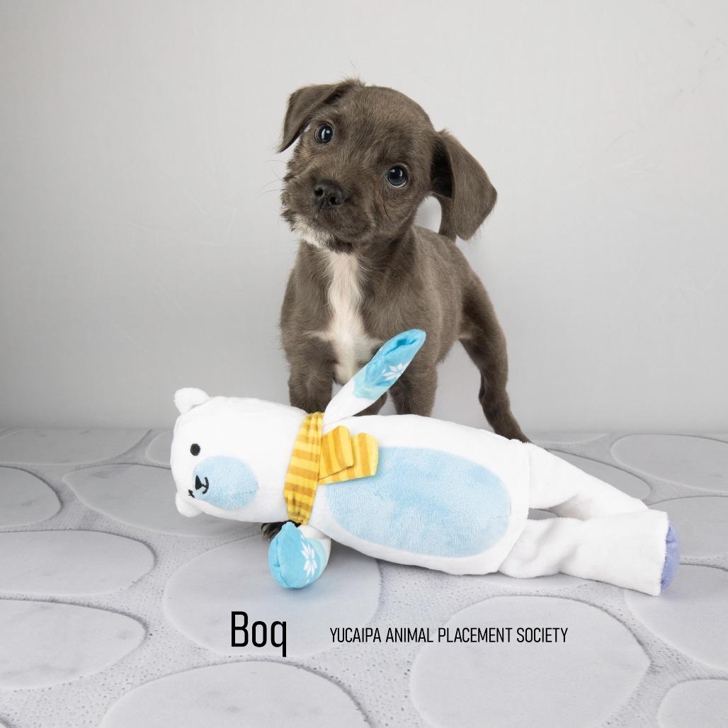 Boq, Adoptable, Puppy Male Mixed Breed.