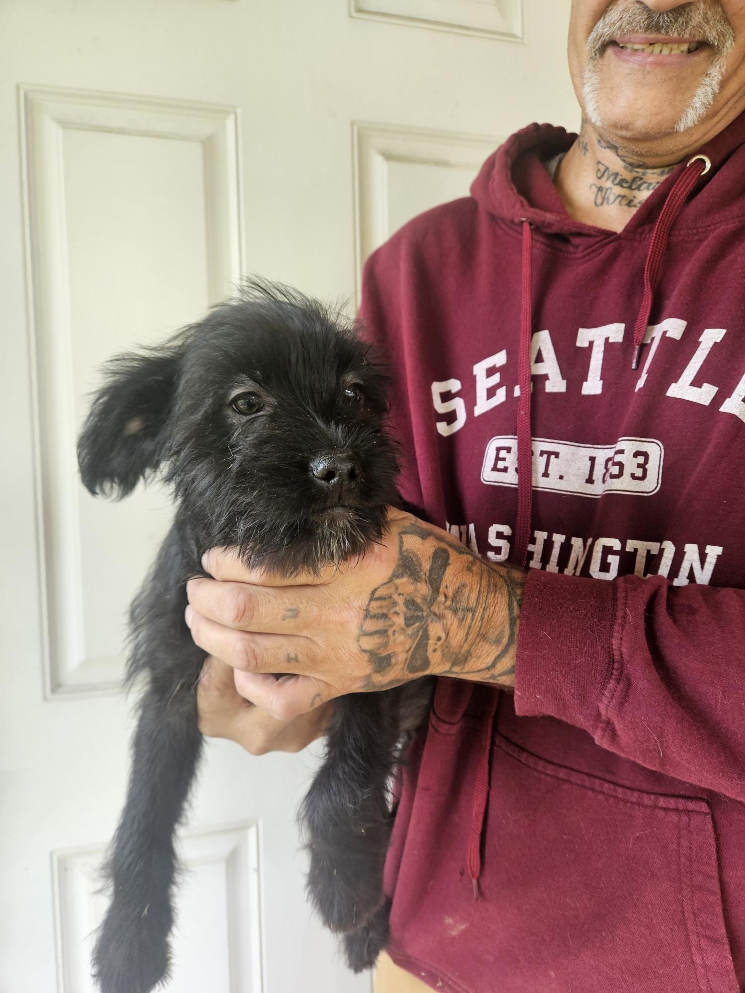Enlarge Puppies - Fizz, a Adoptable mixed breed in Longview, WA image 2/3