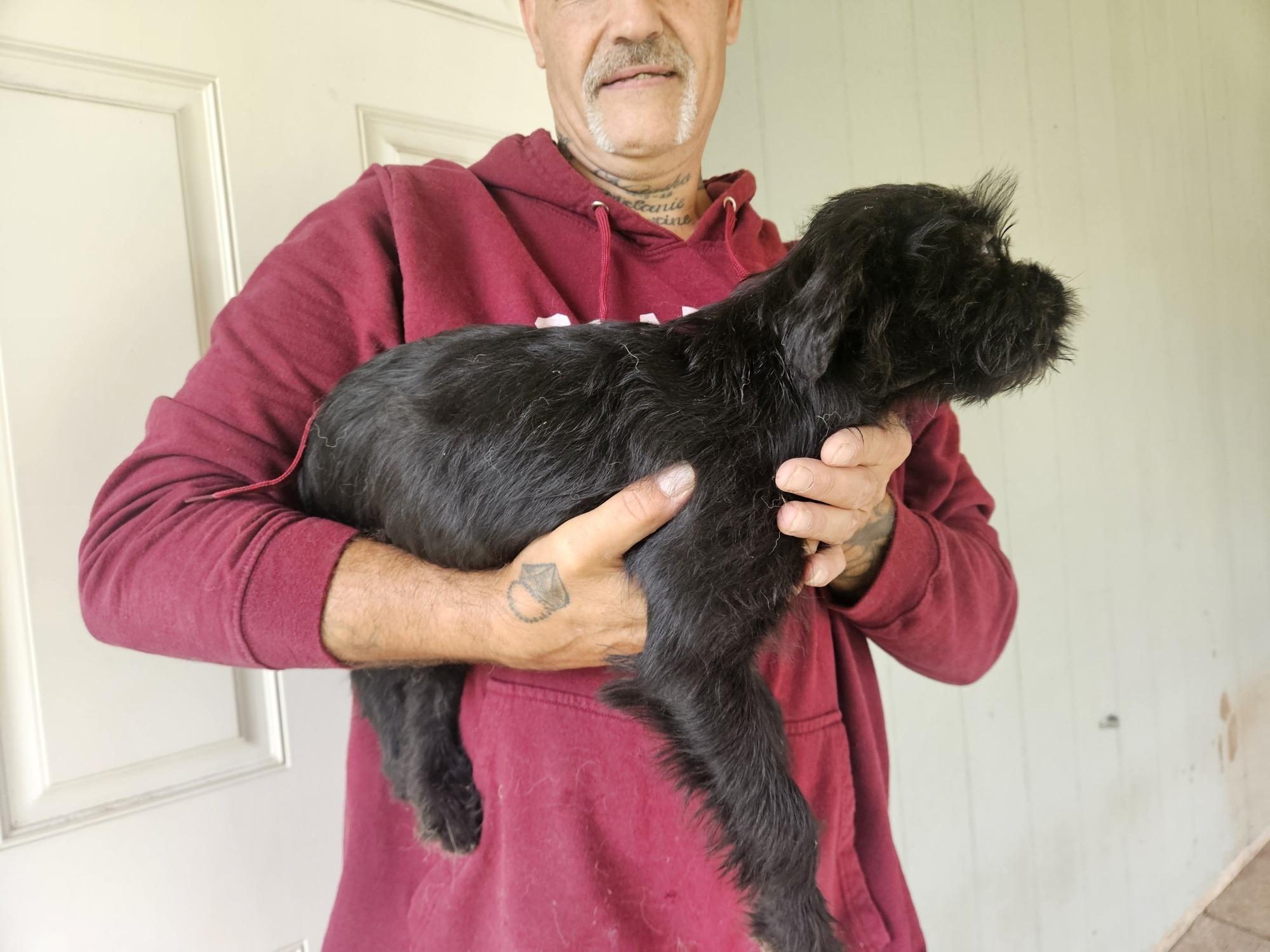 Enlarge Puppies - Fizz, a Adoptable mixed breed in Longview, WA image 3/3