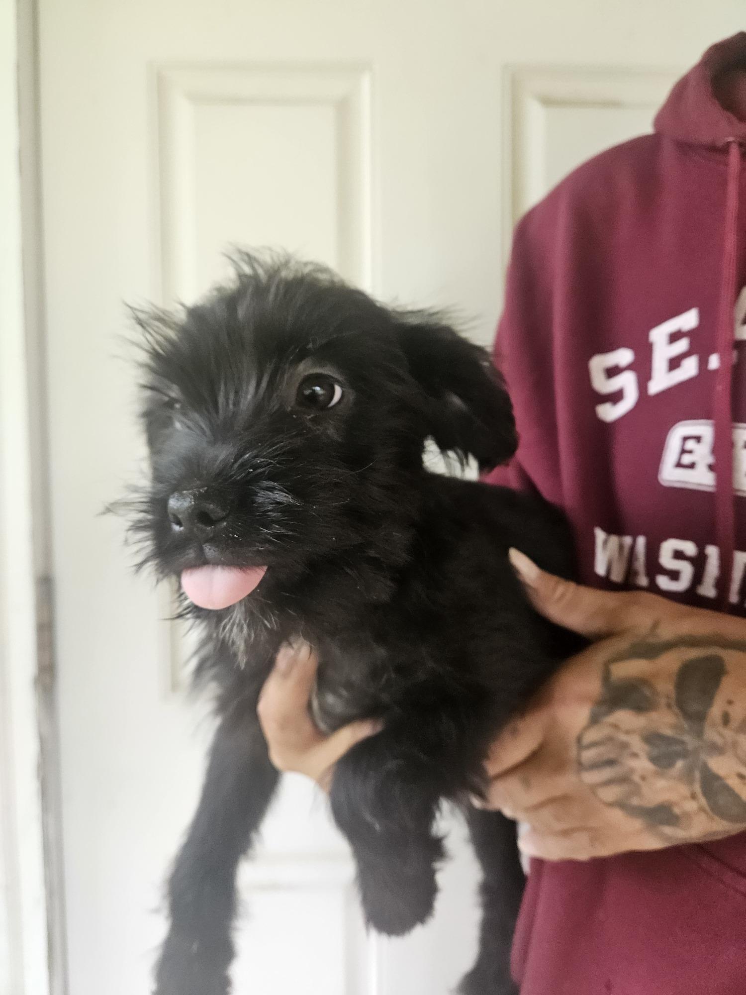 Puppies - Fizz, Adoptable, Puppy Male Terrier.