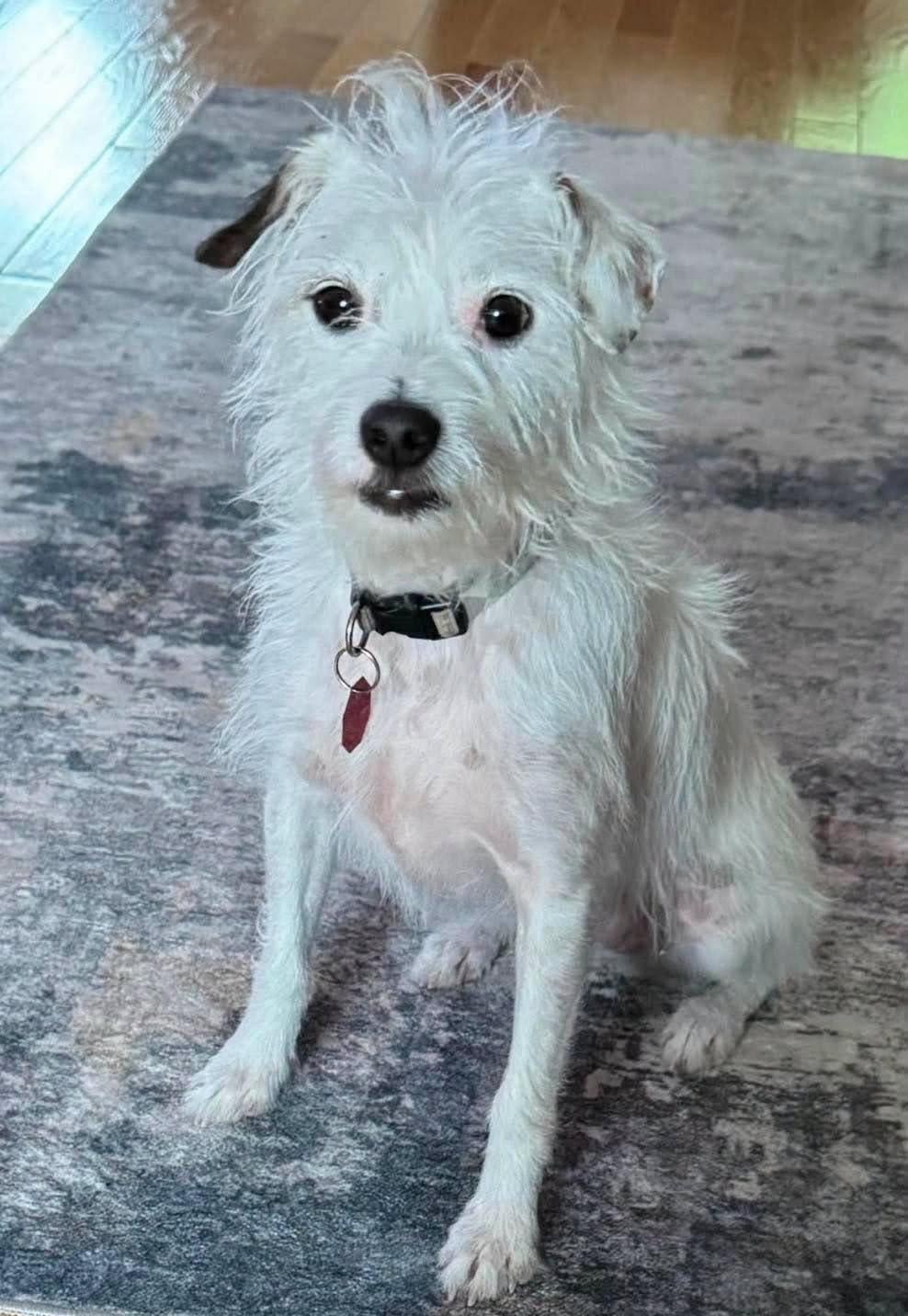 Bandit 2.0, ADOPTABLE, Adult Male Parson Russell Terrier & Jack Russell Terrier.