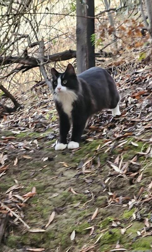 Enlarge Jerome, a Adoptable Domestic Long Hair in Martinez, CA image 3/3