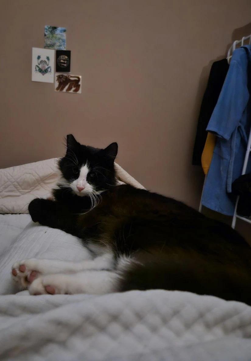 Enlarge Jerome, a Adoptable Domestic Long Hair in Martinez, CA image 2/3