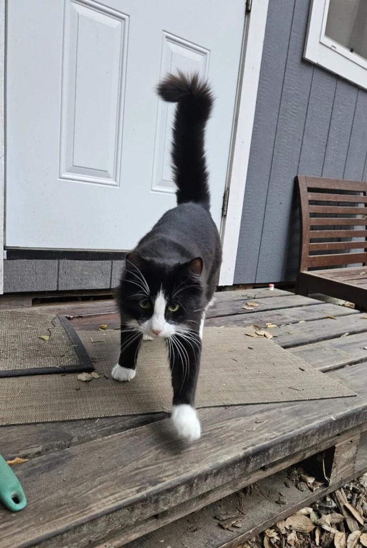 Enlarge Jerome, a Adoptable Domestic Long Hair in Martinez, CA image 1/3