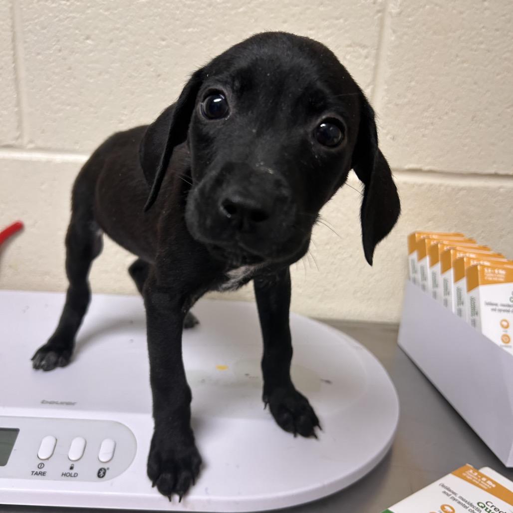Enlarge Jellybean, a Adoptable Mixed Breed in Roxboro, NC image 1/1