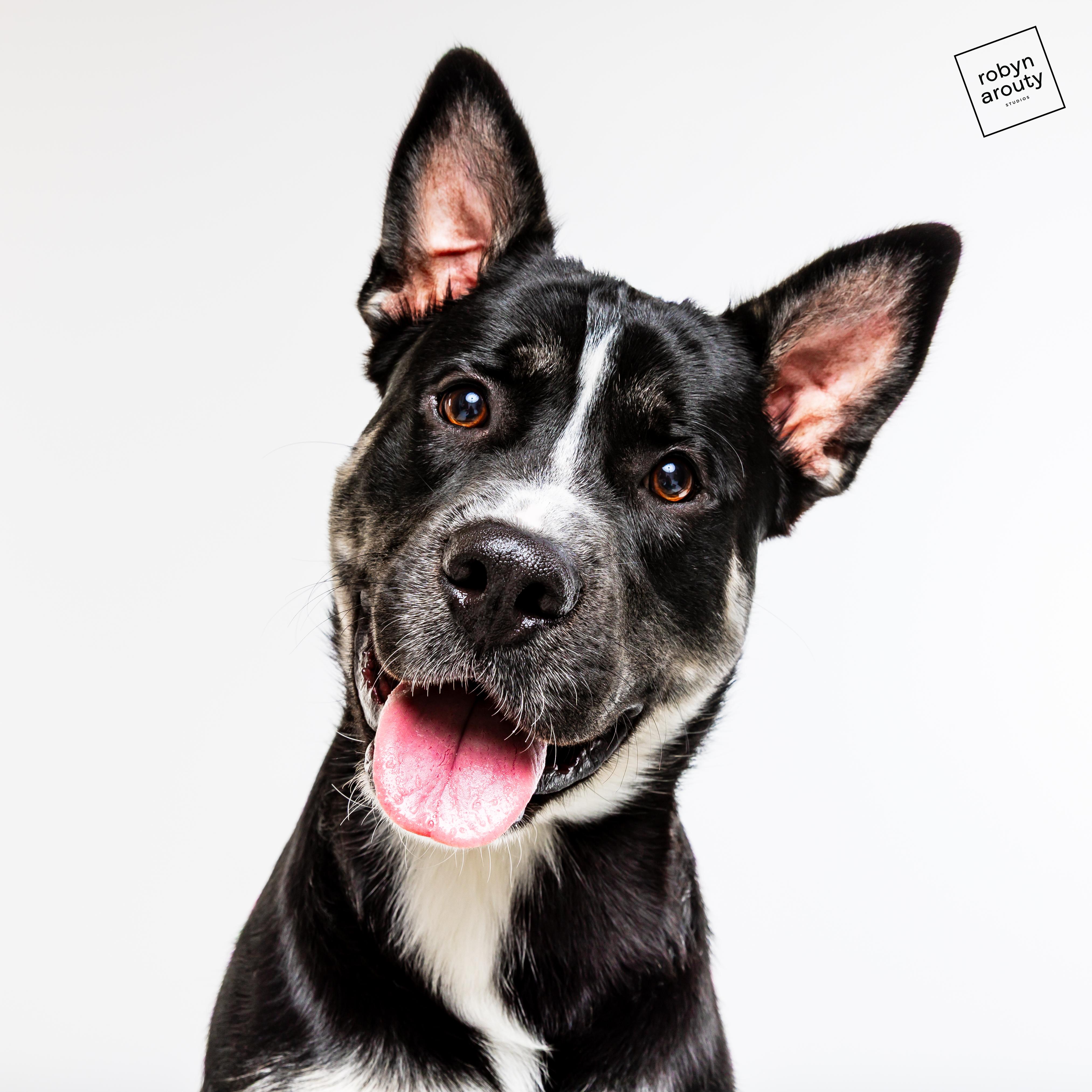 Oreo, Adoptable, Puppy Male Husky.