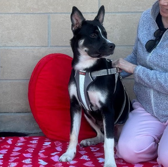 Enlarge Oreo, a Adoptable Husky in Houston, TX image 2/4