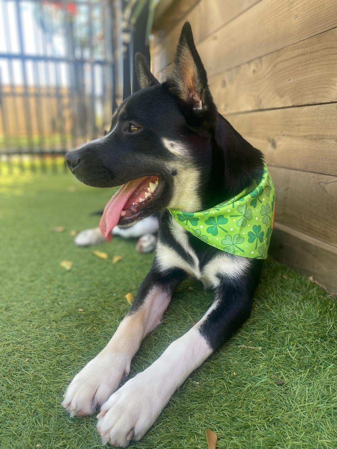 Enlarge Oreo, a Adoptable Husky in Houston, TX image 3/4