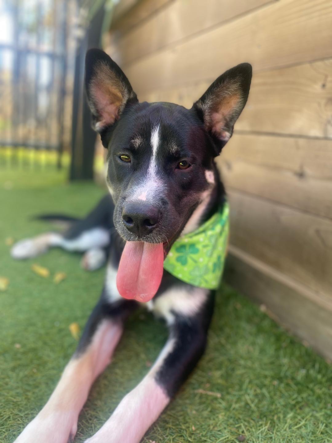 Oreo, Adoptable, Puppy Male Husky.