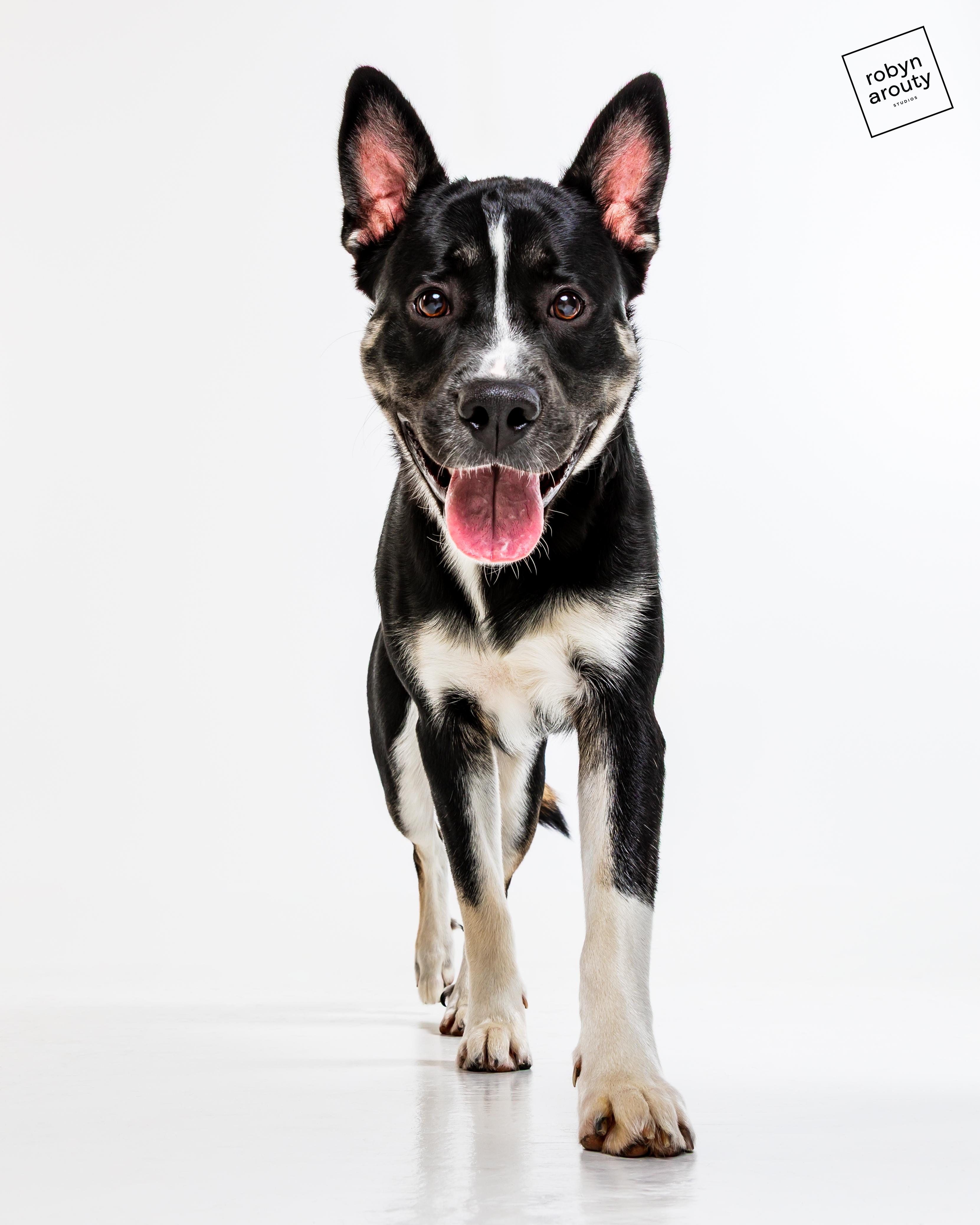 Enlarge Oreo, a Adoptable Husky in Houston, TX image 3/5