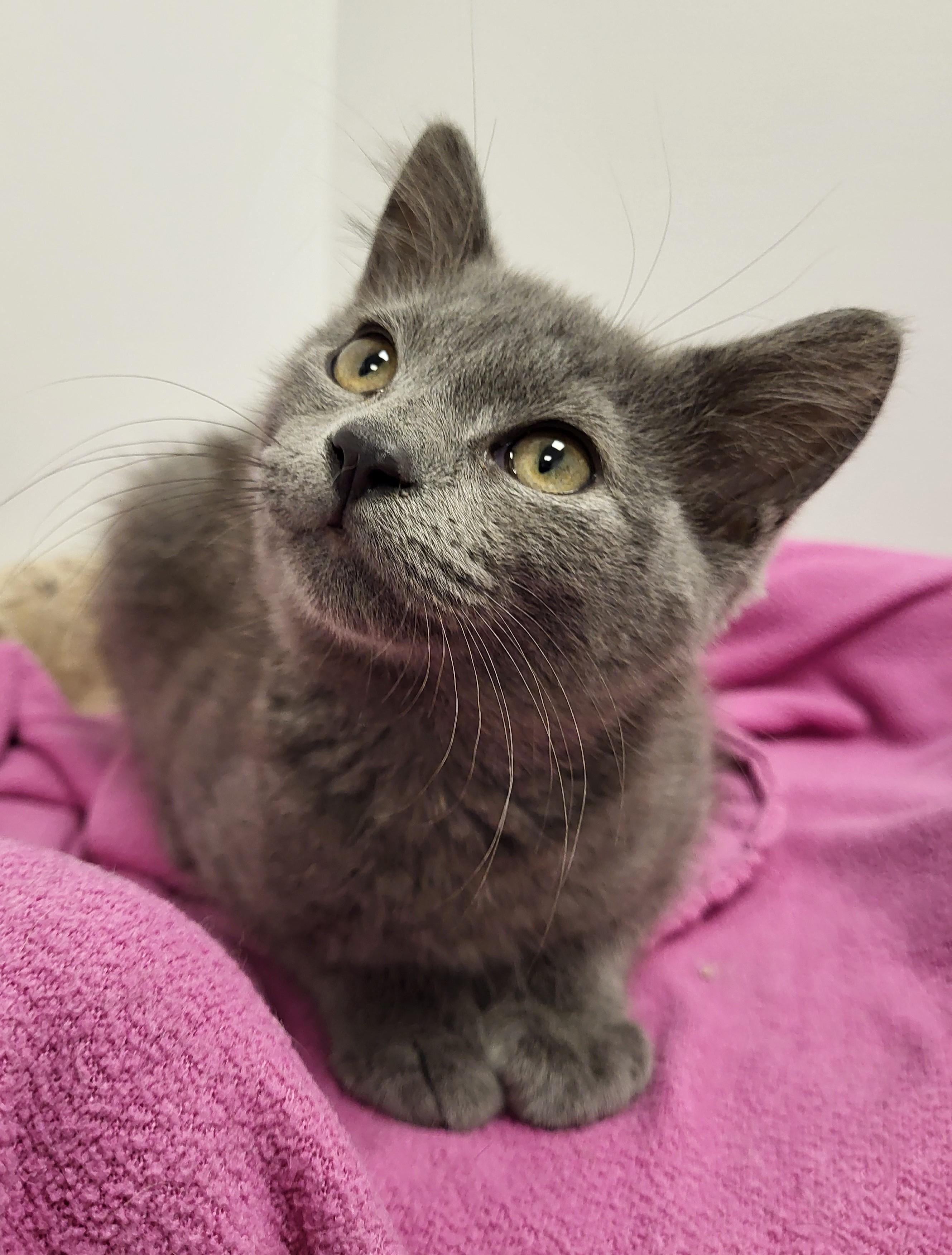 Empanada, an adopted Domestic Short Hair in Grayslake, IL image 5/5