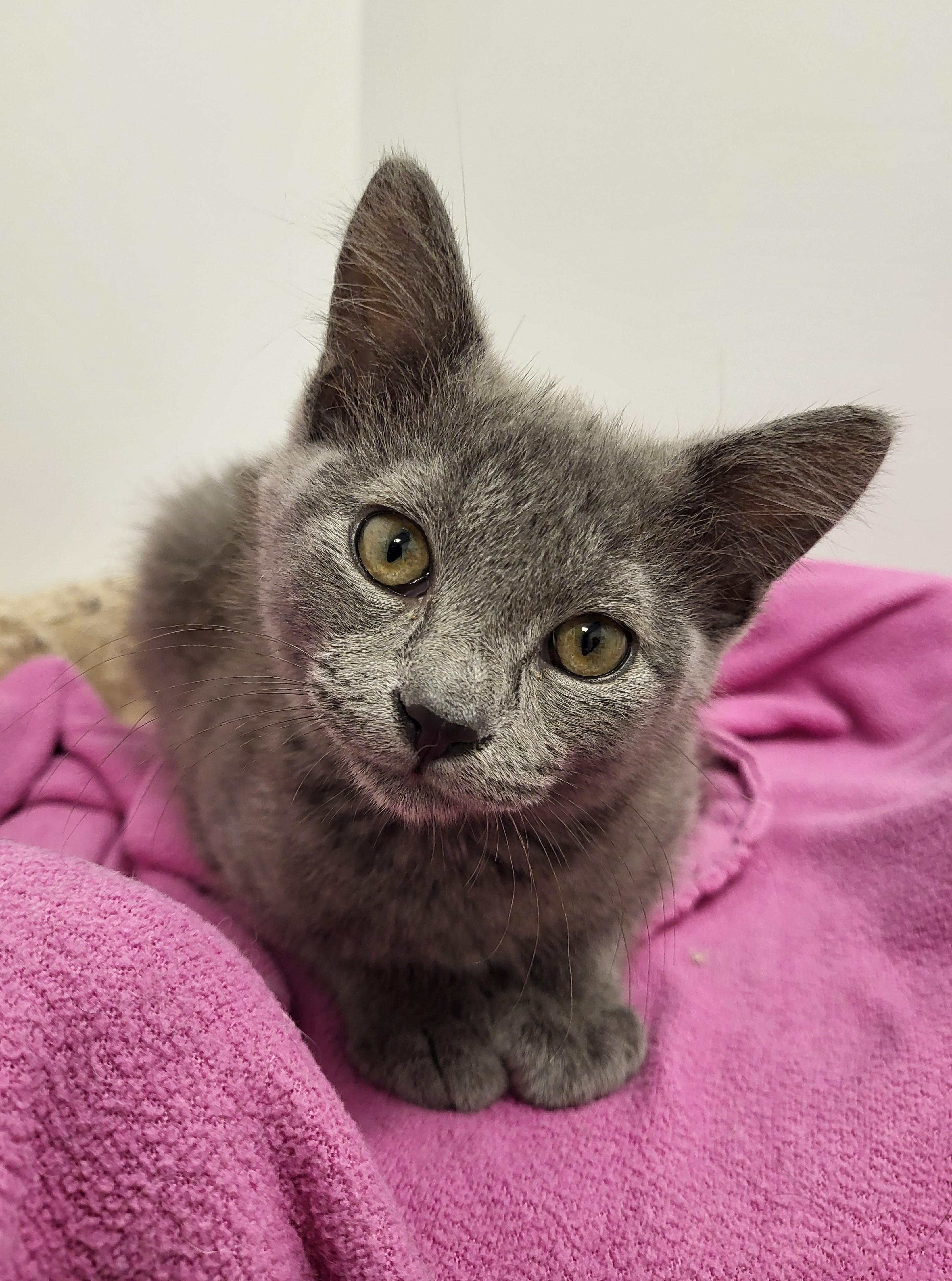 Empanada, an adopted Domestic Short Hair in Grayslake, IL image 3/5