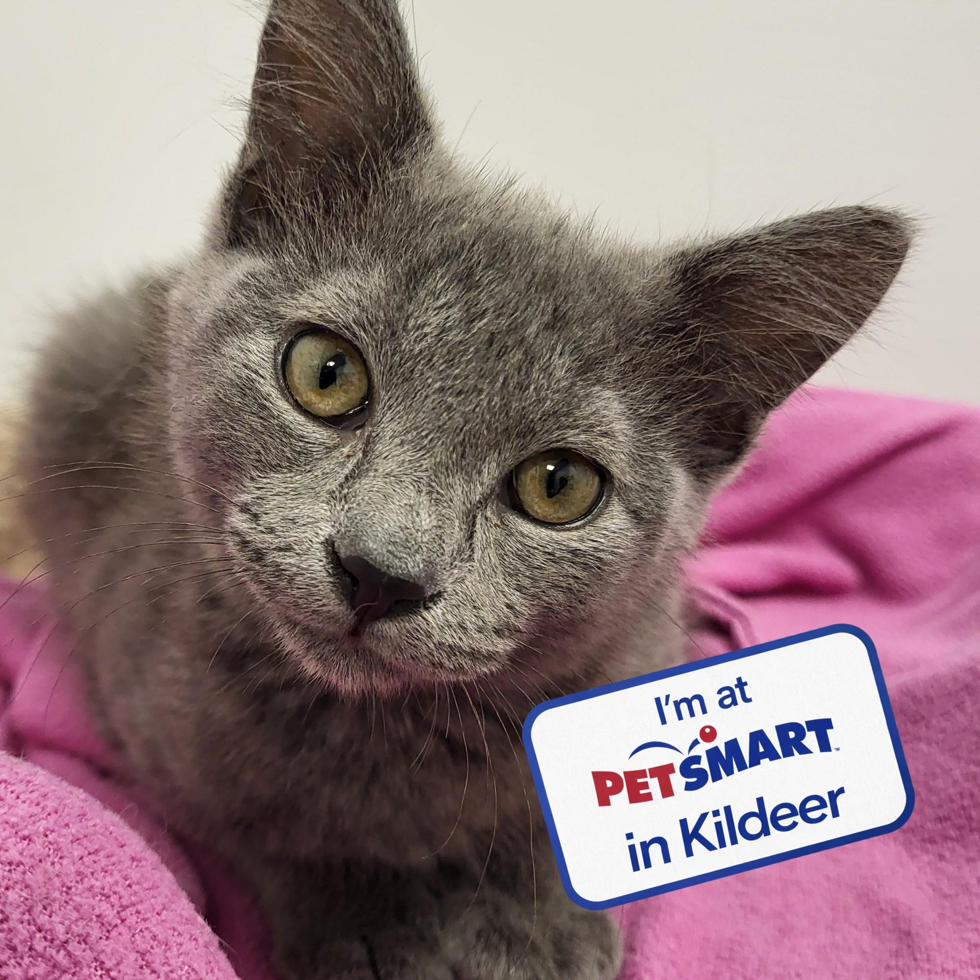 Empanada, adopted, Kitten Male Domestic Short Hair.