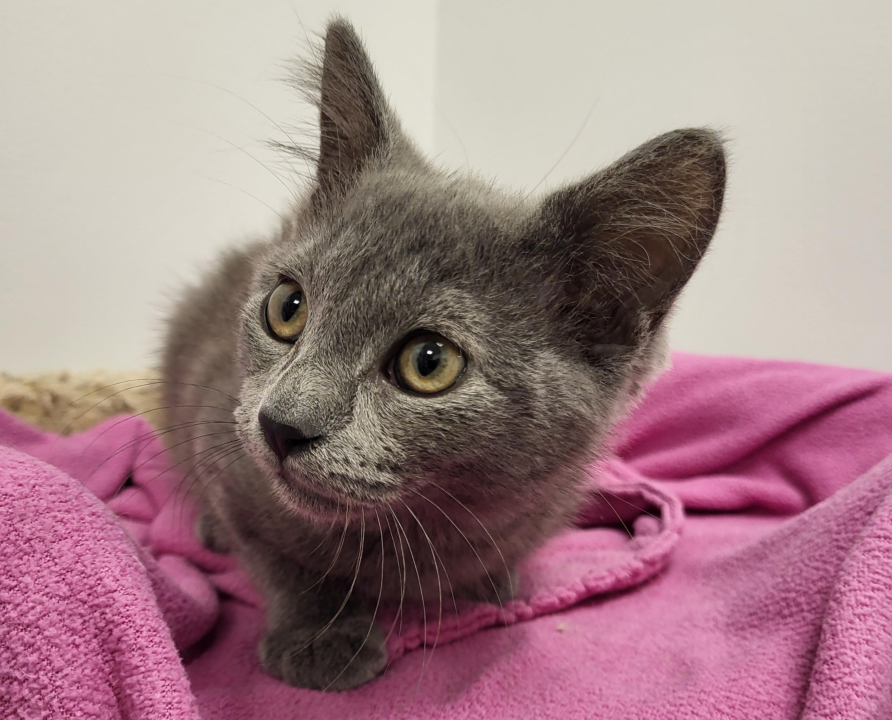 Empanada, an adopted Domestic Short Hair in Grayslake, IL image 4/5