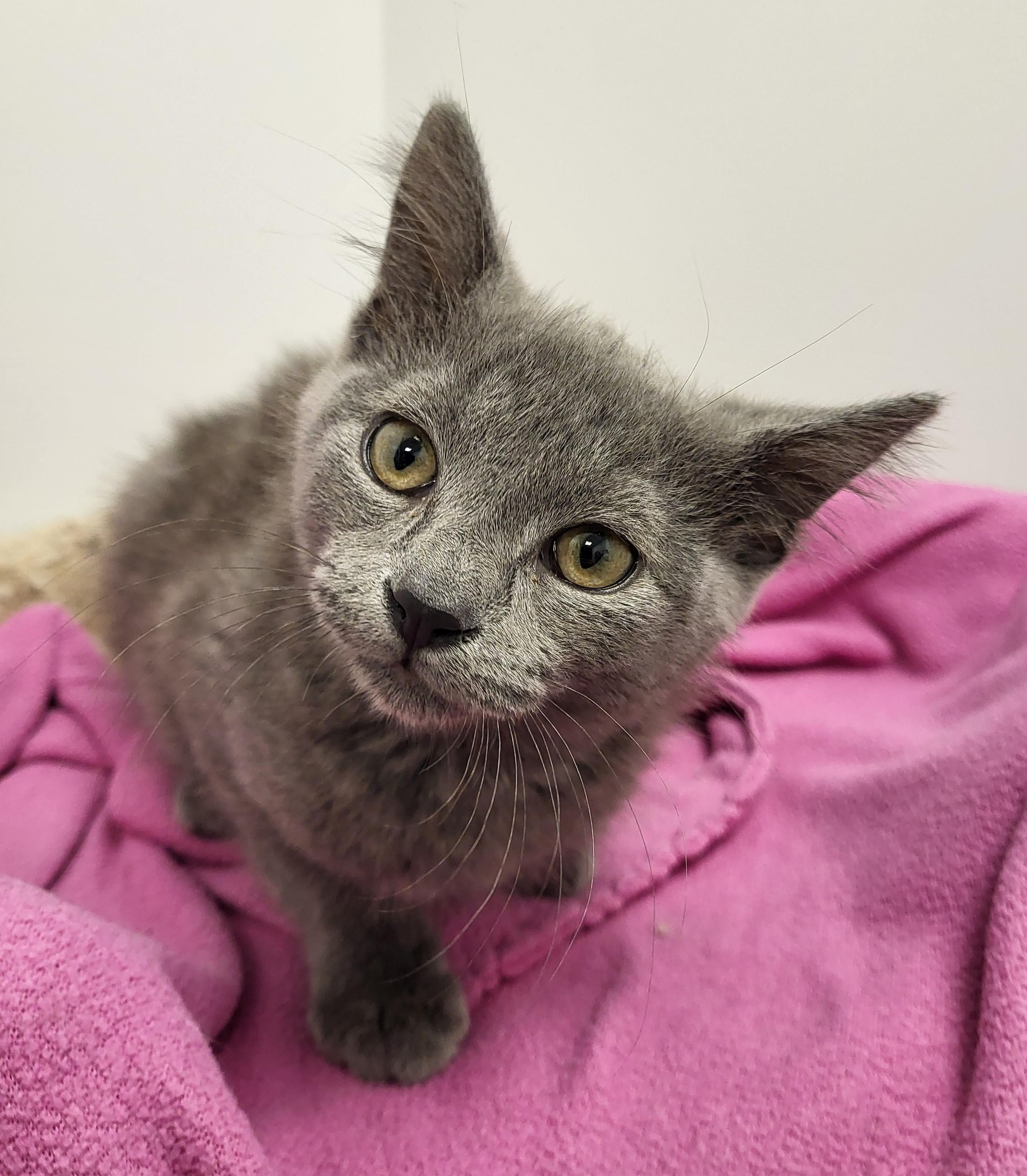 Empanada, an adopted Domestic Short Hair in Grayslake, IL image 2/5