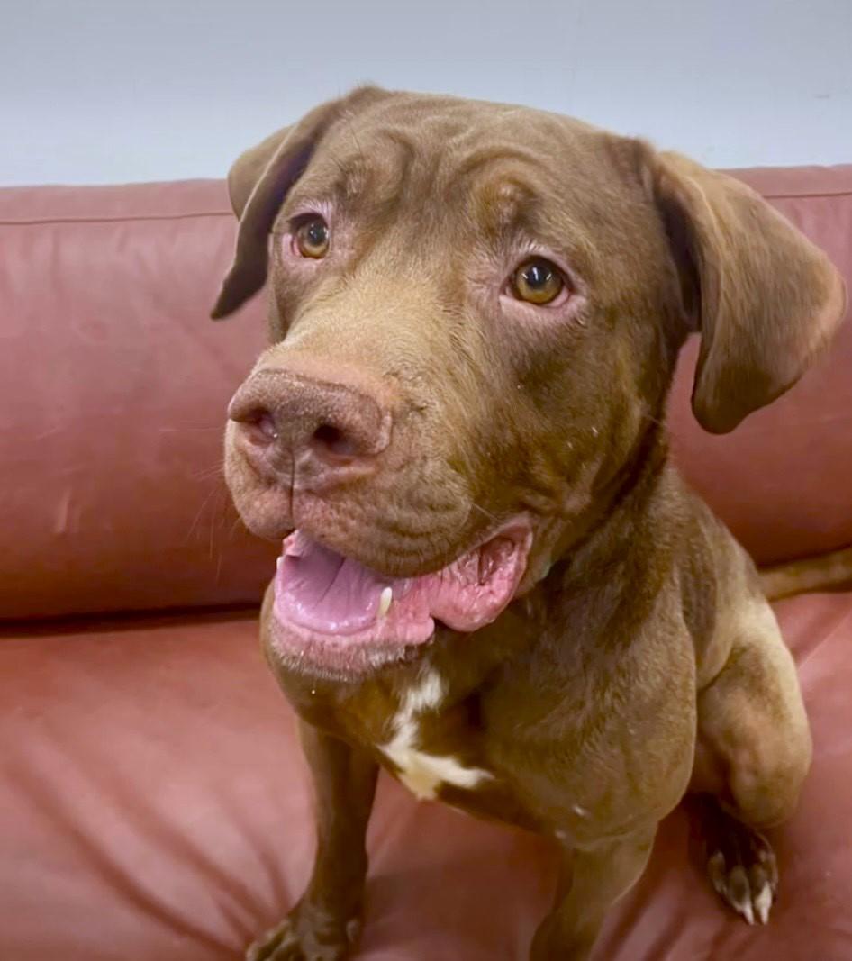 Angel-The Sweetest Boy