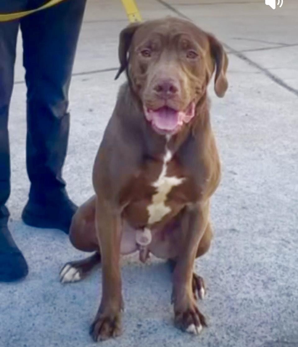 Angel-The Sweetest Boy