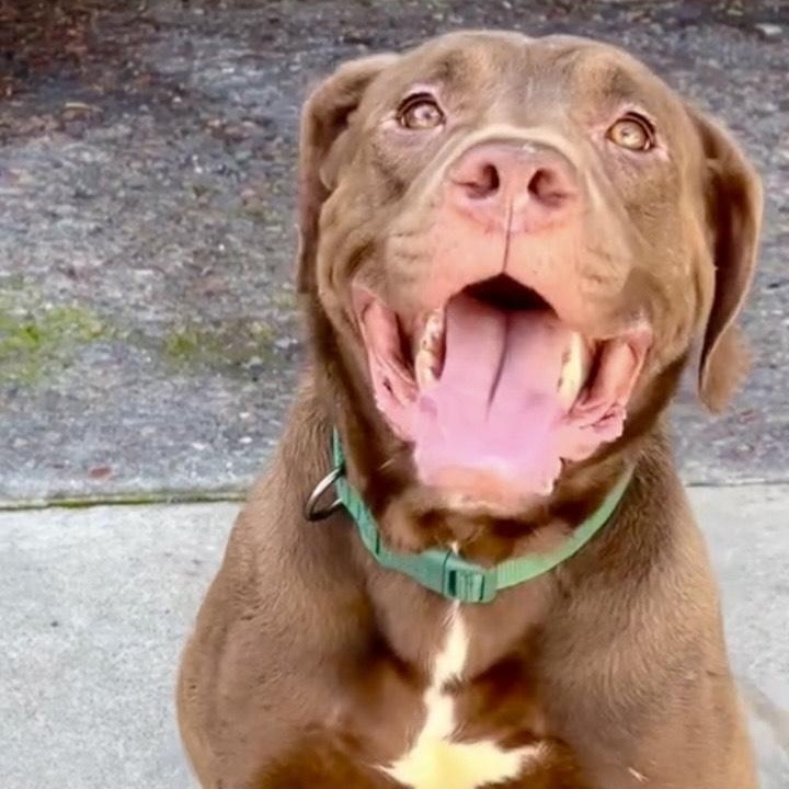 Angel-The Sweetest Boy