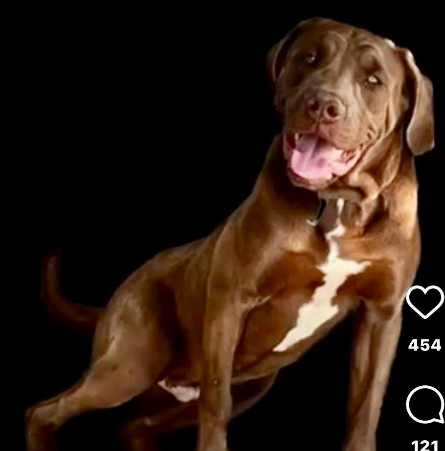 Angel-The Sweetest Boy