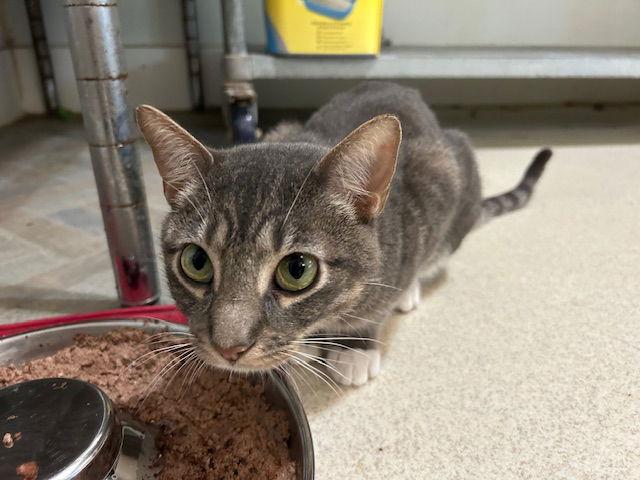 Martin, Adoptable, Adult Male Tabby.