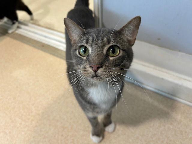 Enlarge Martin, a Adoptable Tabby in Chicago, IL image 2/3