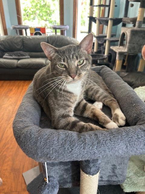 Enlarge Martin, a Adoptable Tabby in Chicago, IL image 3/3