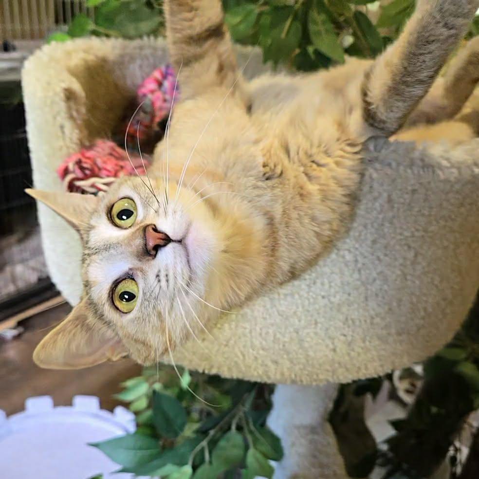 Taz, Adoptable, Young Female Domestic Short Hair.
