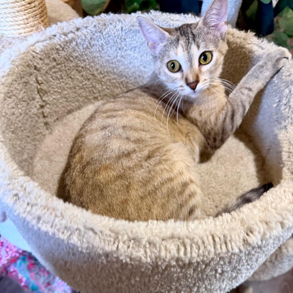 Enlarge Taz, a Adoptable Domestic Short Hair in Park Falls, WI image 2/6