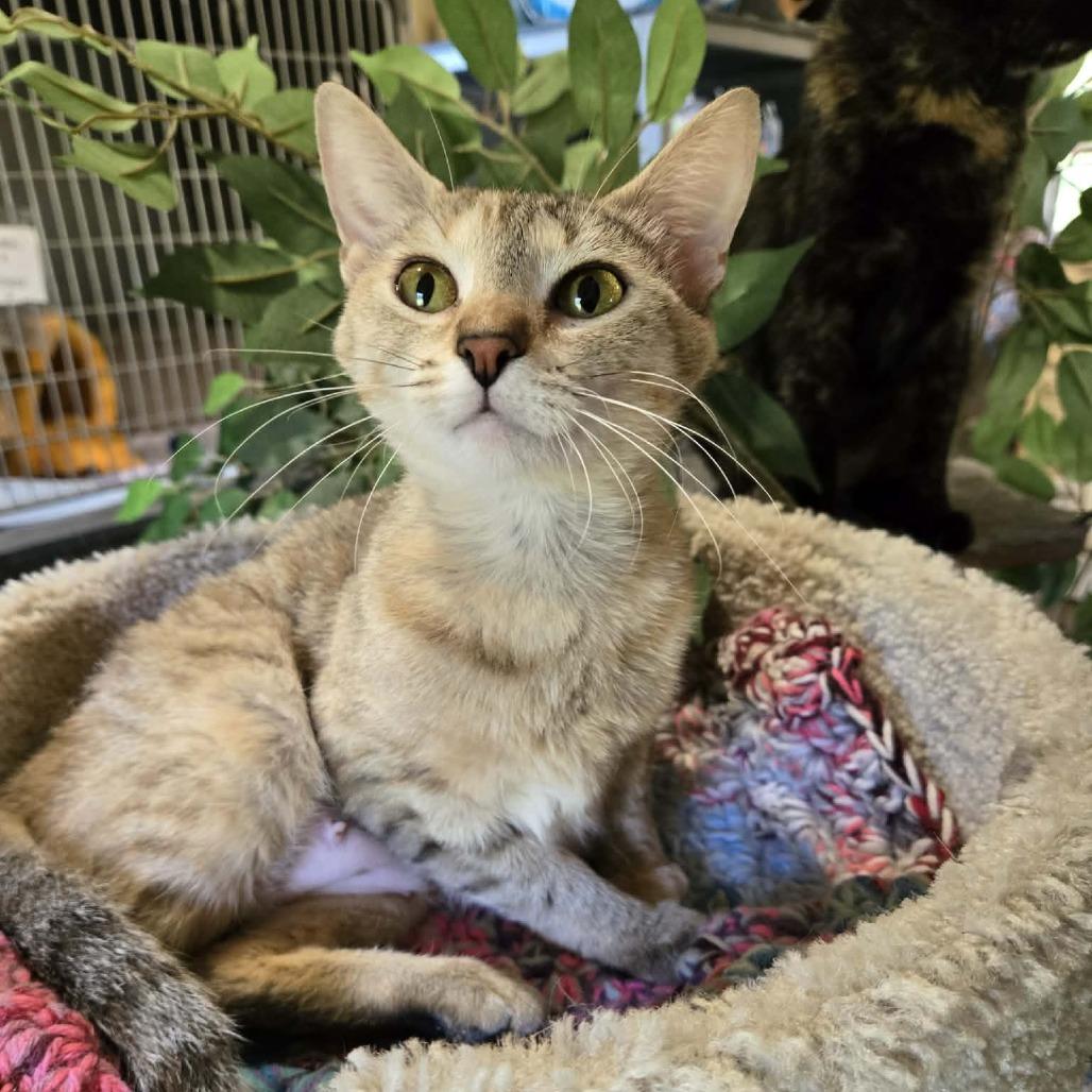 Enlarge Taz, a Adoptable Domestic Short Hair in Park Falls, WI image 3/6