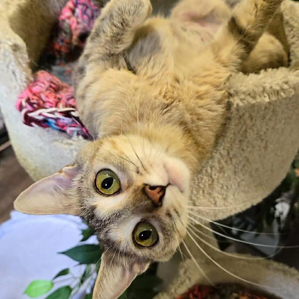 Enlarge Taz, a Adoptable Domestic Short Hair in Park Falls, WI image 4/6