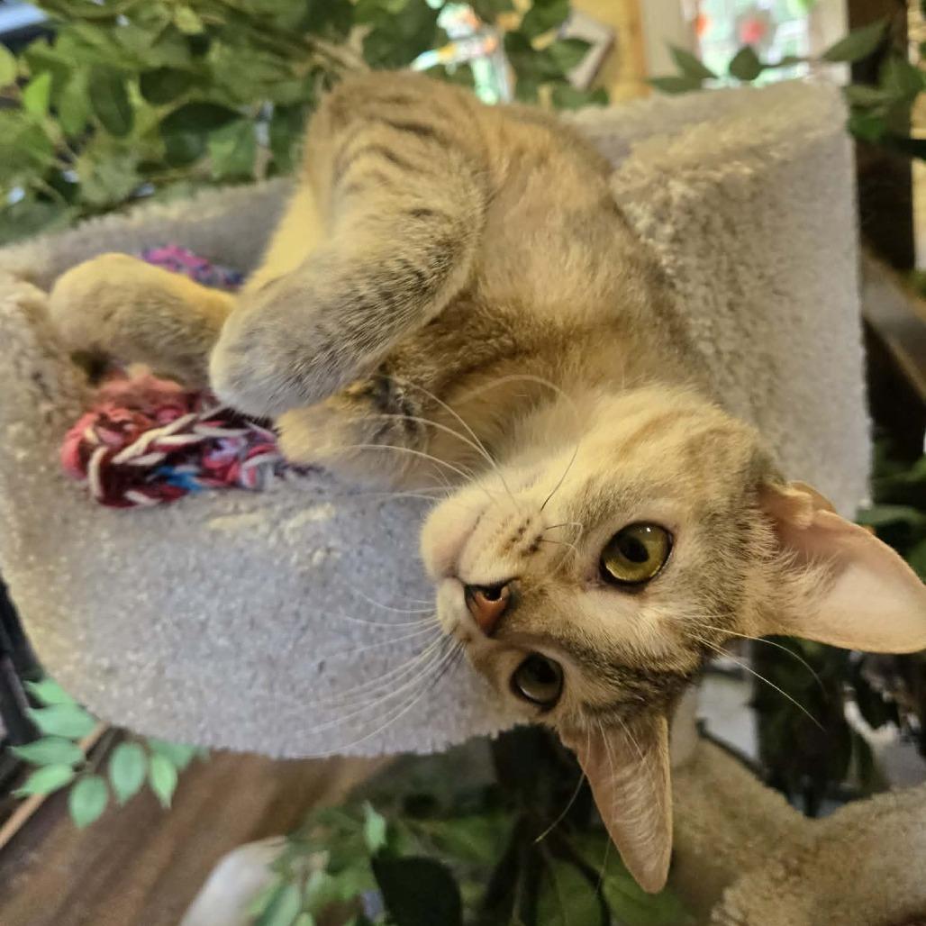 Enlarge Taz, a Adoptable Domestic Short Hair in Park Falls, WI image 5/6