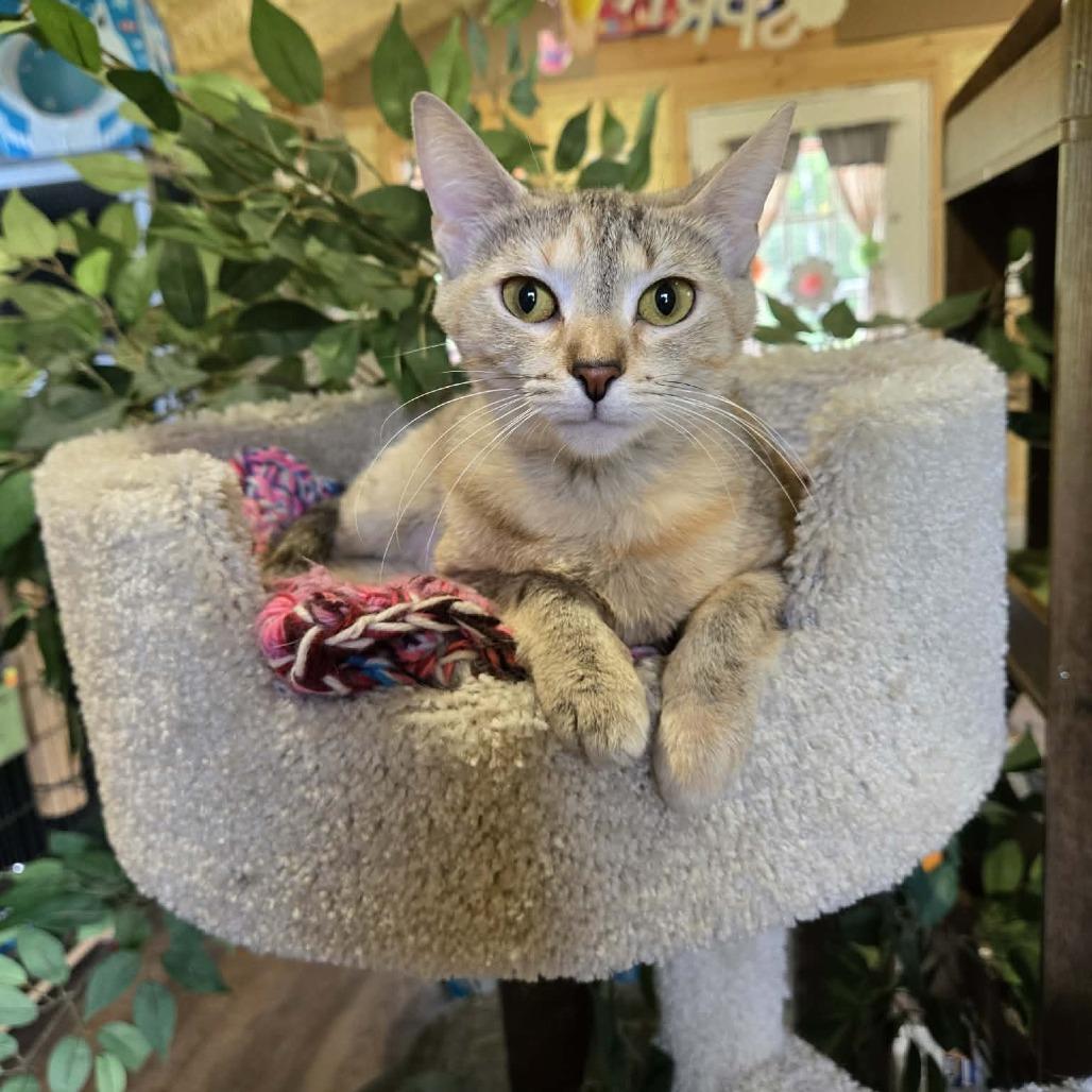 Enlarge Taz, a Adoptable Domestic Short Hair in Park Falls, WI image 6/6