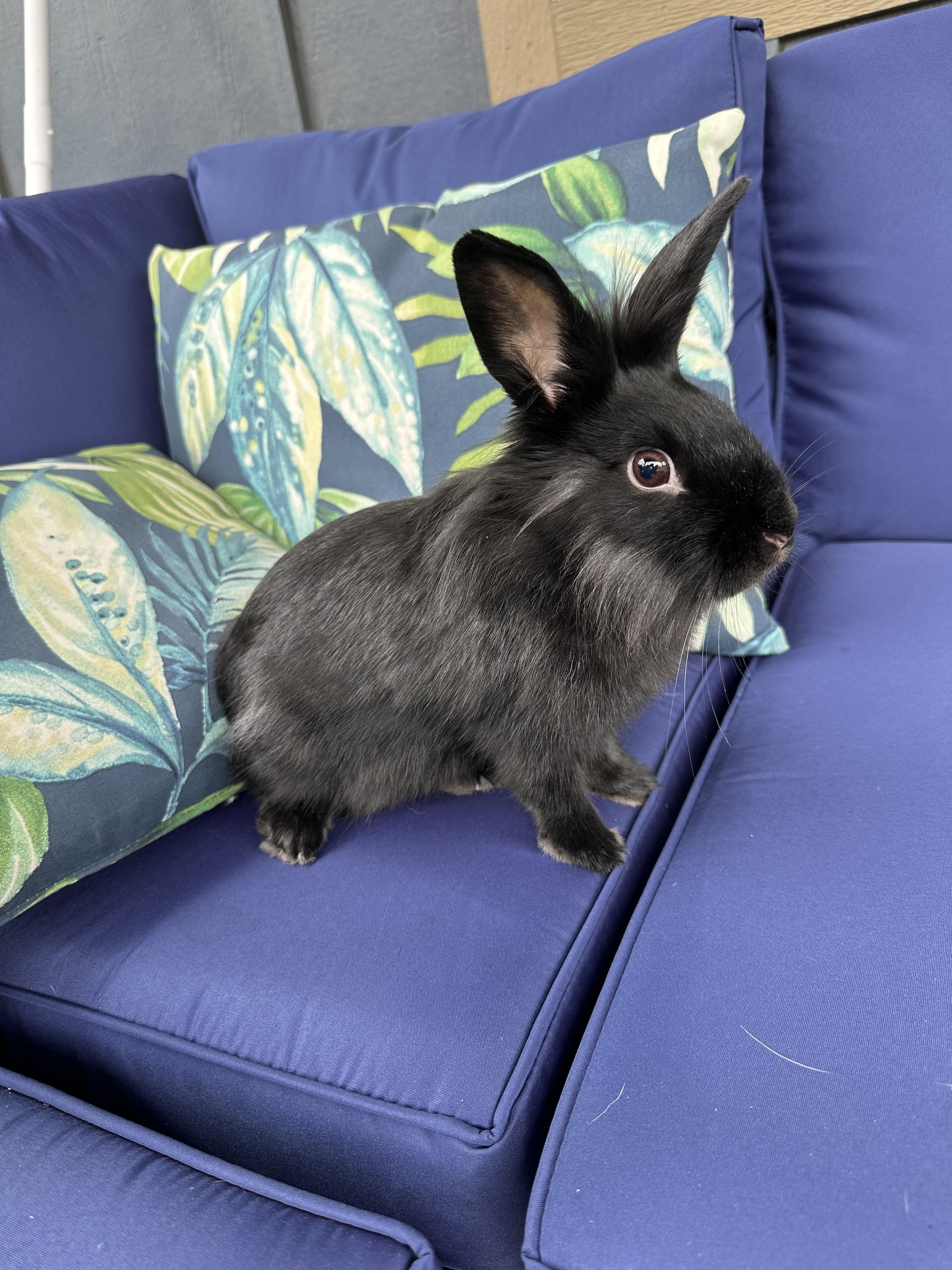 Enlarge Fria, a Adoptable Lionhead in San Antonio, TX image 3/6