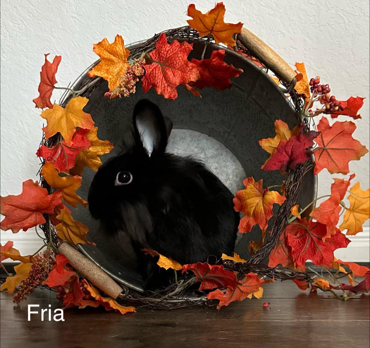 Enlarge Fria, a Adoptable Lionhead in San Antonio, TX image 2/6