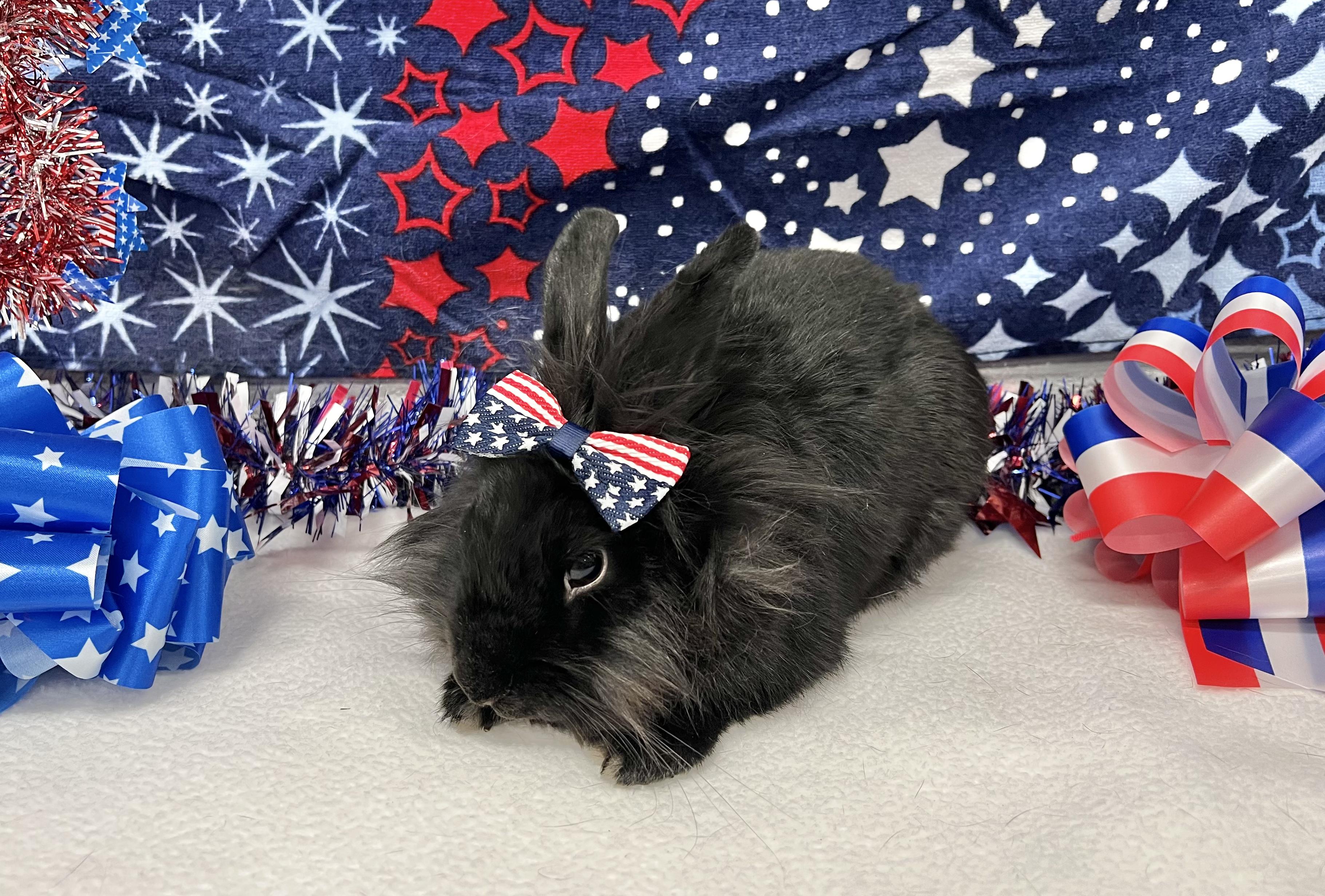 Enlarge Fria, a Adoptable Lionhead in San Antonio, TX image 5/6