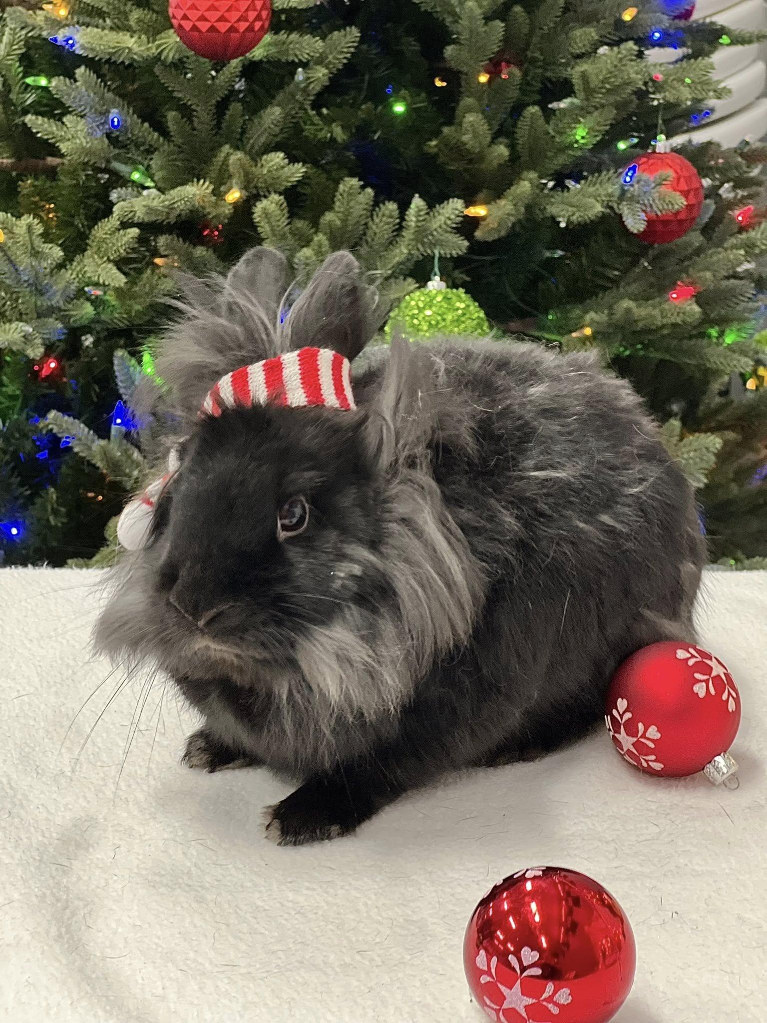 Enlarge Fria, a Adoptable Lionhead in San Antonio, TX image 1/6