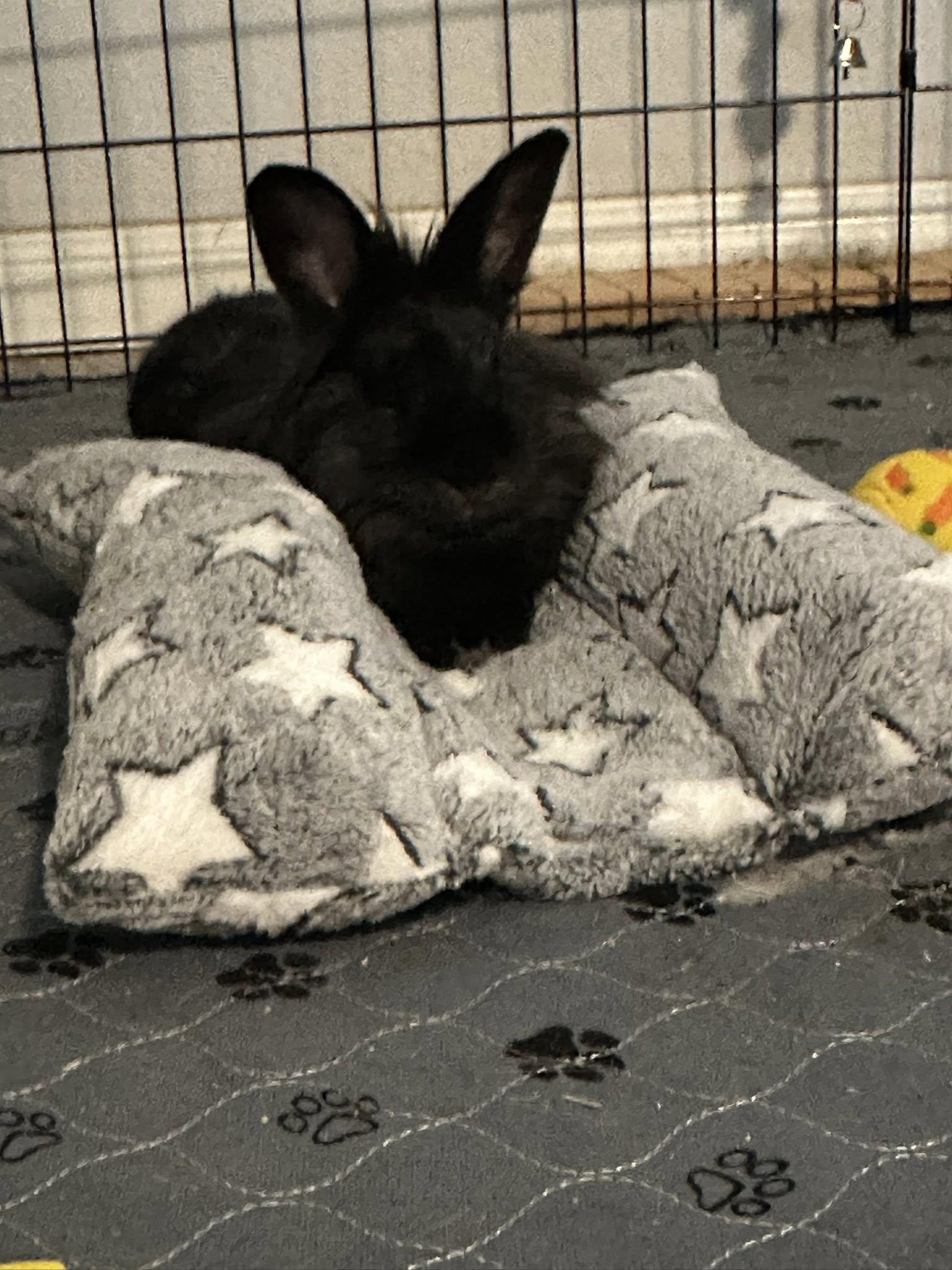 Enlarge Fria, a Adoptable Lionhead in San Antonio, TX image 5/6