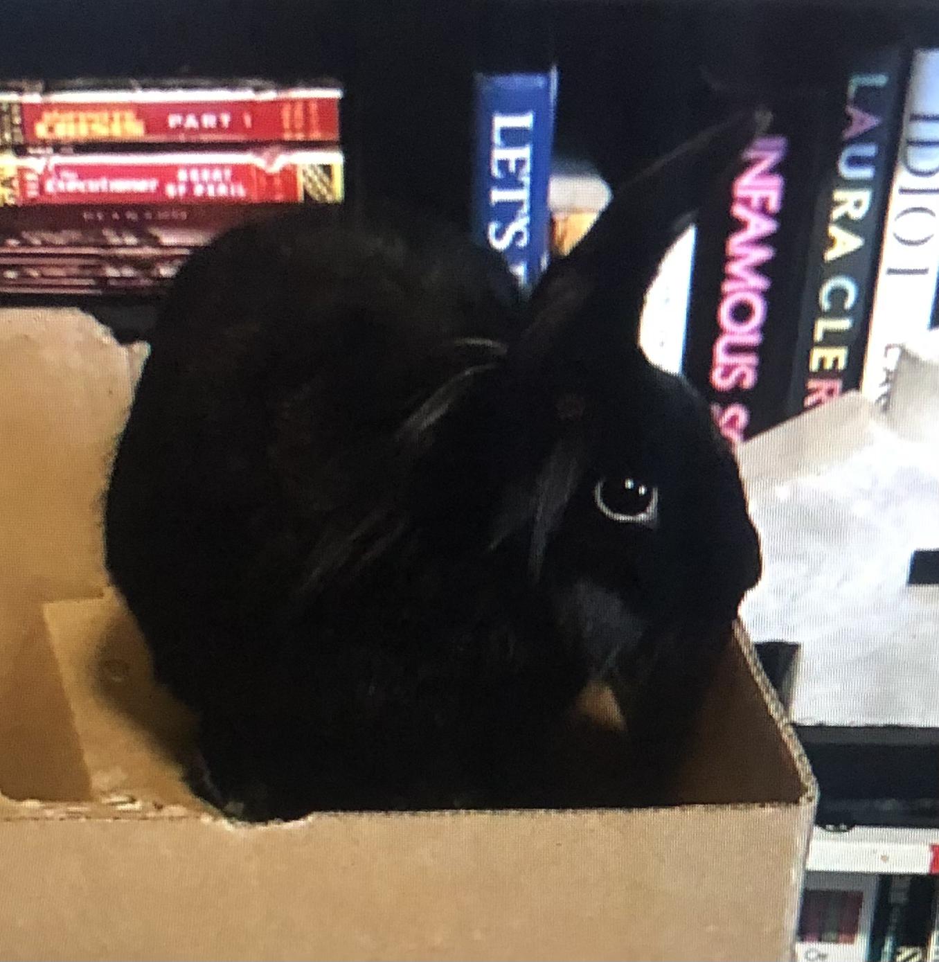 Enlarge Fria, a Adoptable Lionhead in San Antonio, TX image 6/6