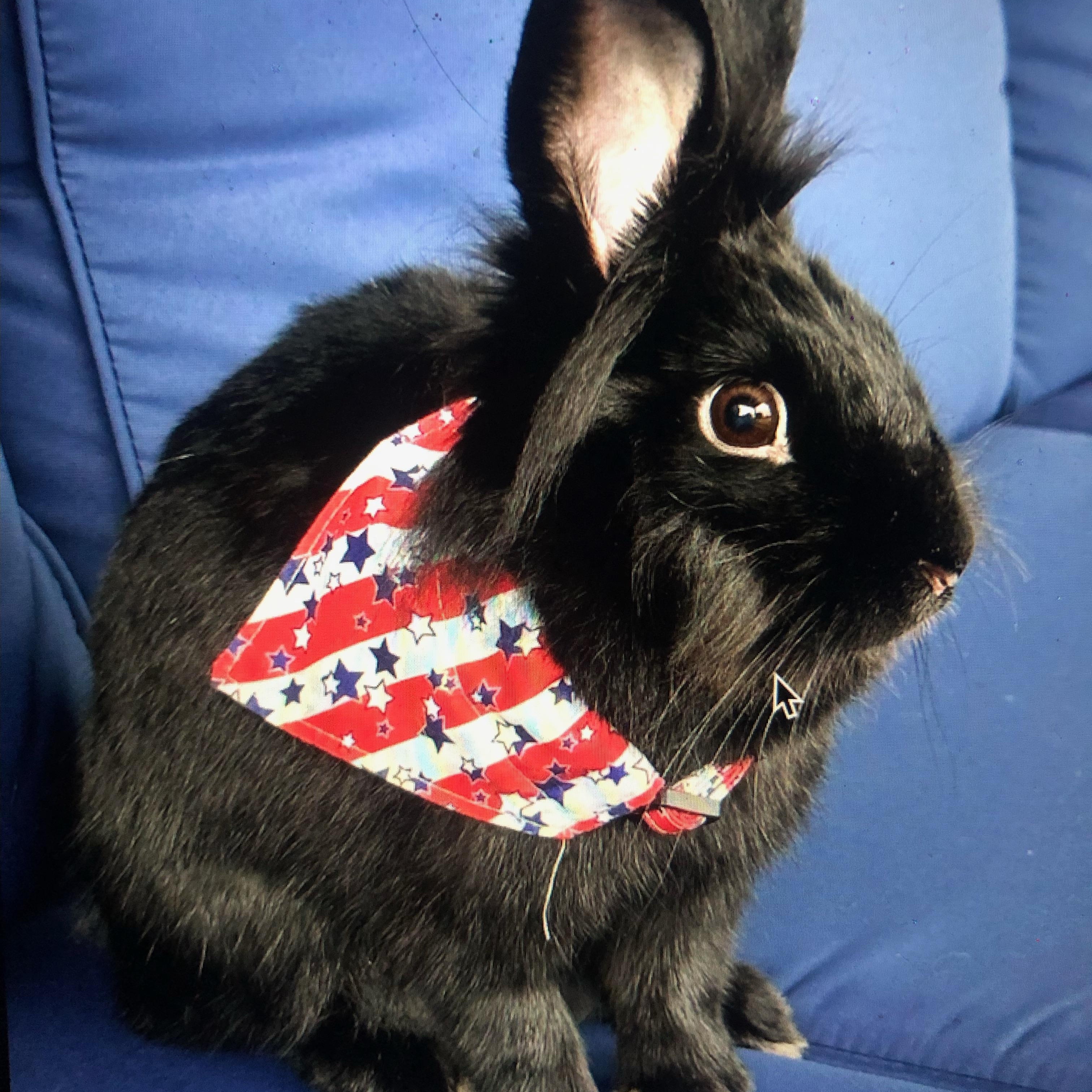 Enlarge Fria, a Adoptable Lionhead in San Antonio, TX image 4/6