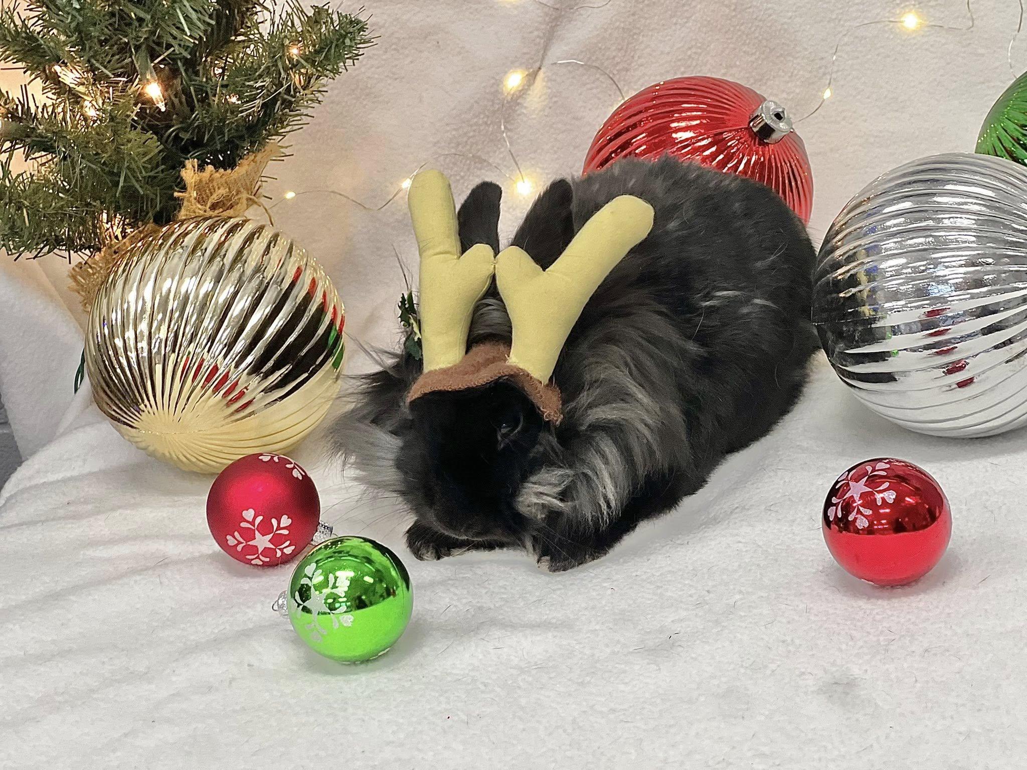 Enlarge Fria, a Adoptable Lionhead in San Antonio, TX image 1/6