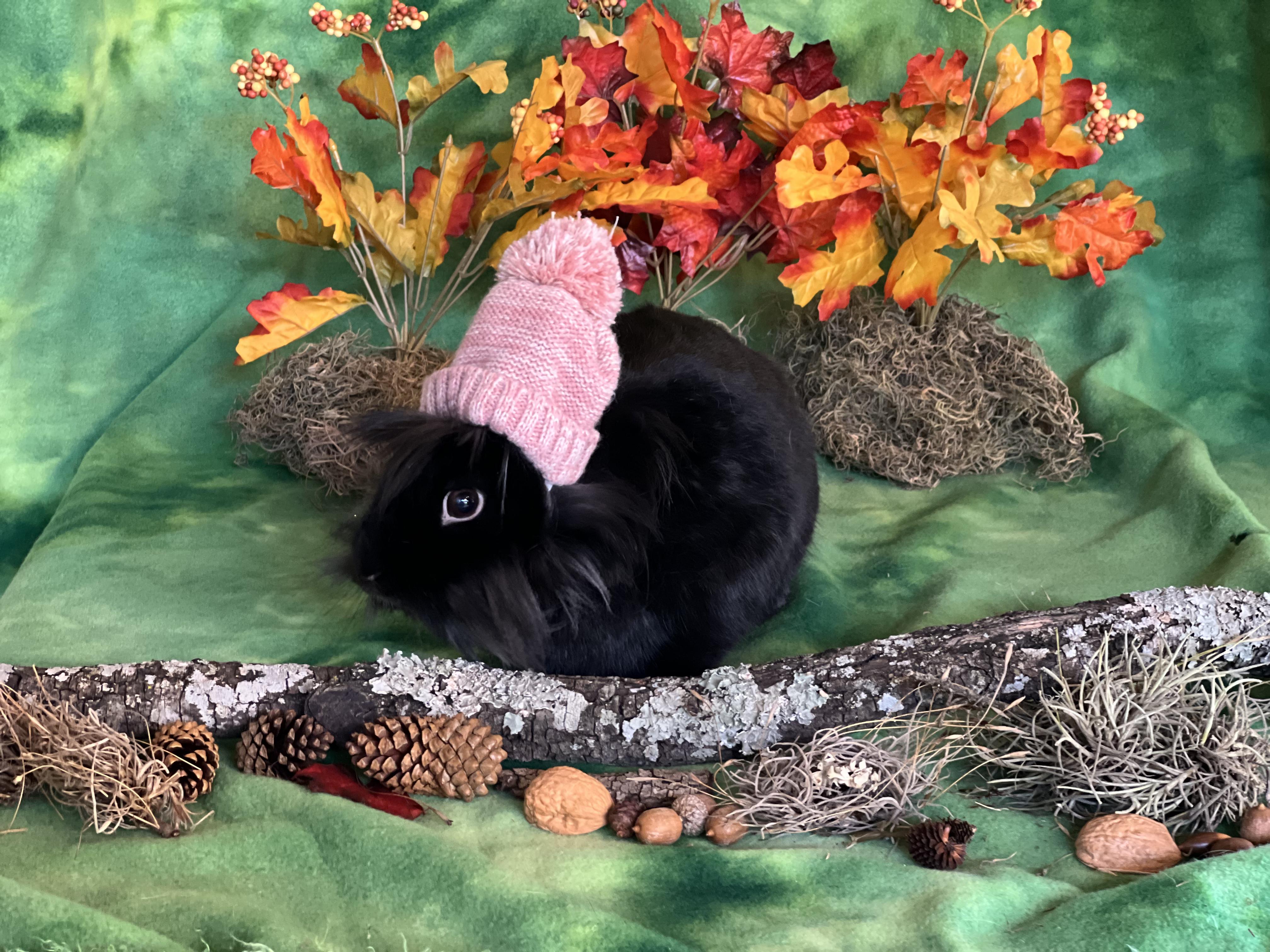 Enlarge Fria, a Adoptable Lionhead in San Antonio, TX image 1/6