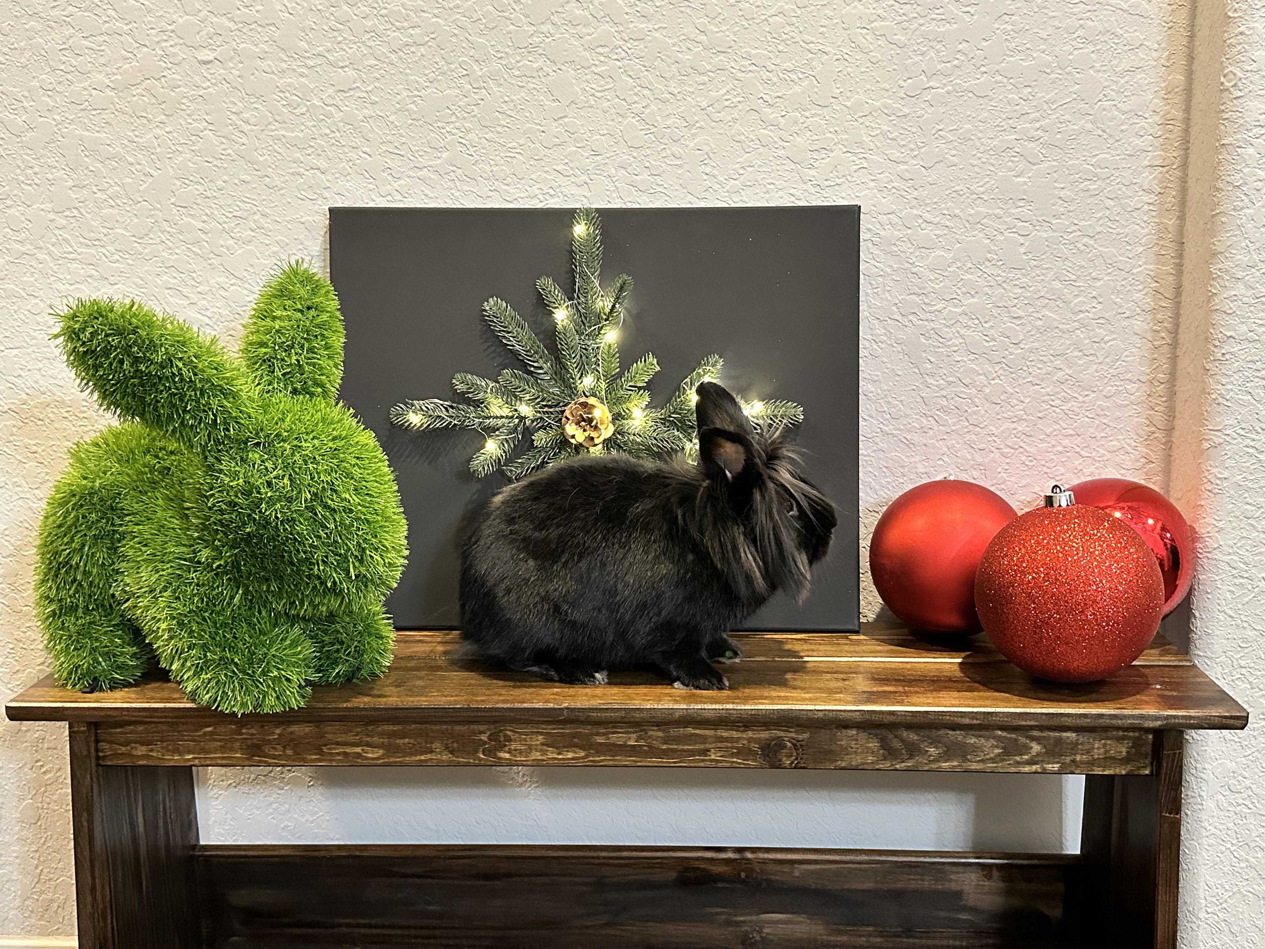 Enlarge Fria, a Adoptable Lionhead in San Antonio, TX image 2/6