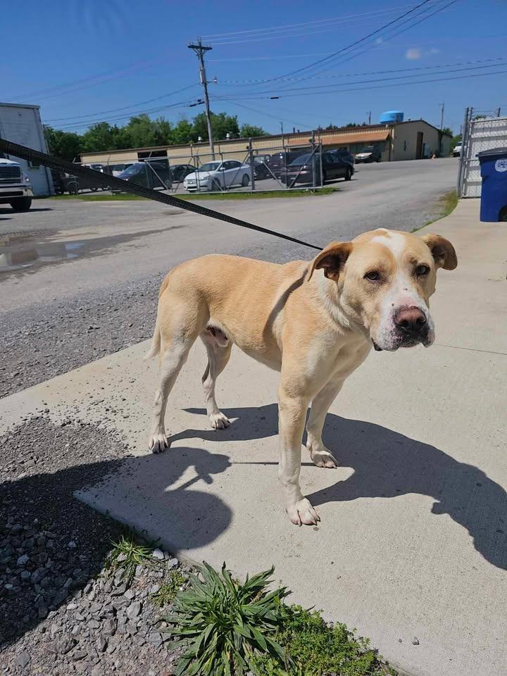 Enlarge Wallace, a Adoptable Labrador Retriever in Shelbyville, TN image 1/6