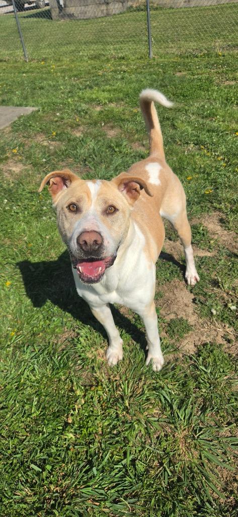 Enlarge Wallace, a Adoptable Labrador Retriever in Shelbyville, TN image 2/6